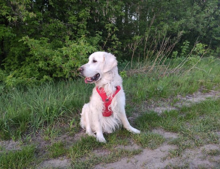 Czego nauczyłem się od mojego psa