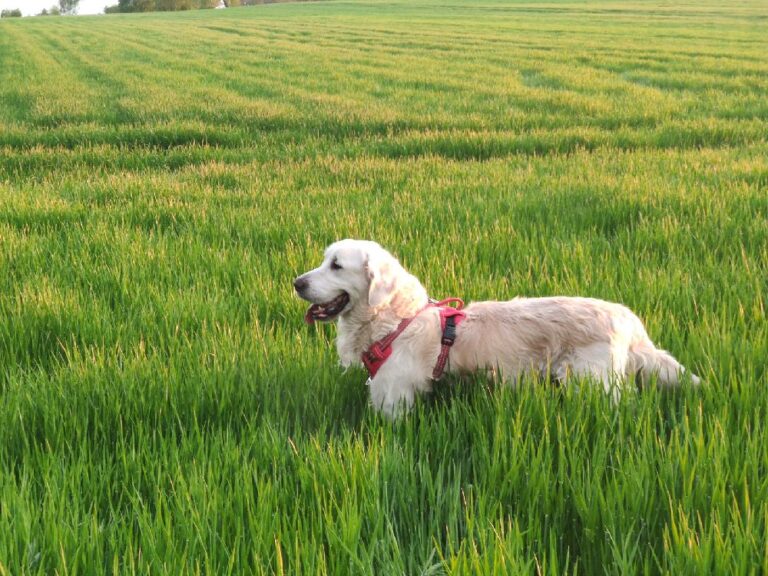 Jak masażem pomogłem mojemu psu – Historia Golden Retrievera, Bingo